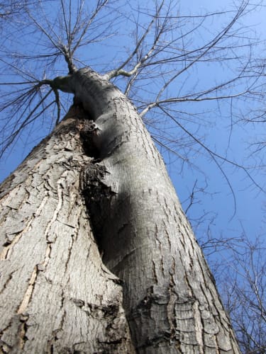 Twisting Tree