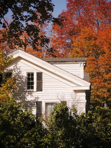 White House Autumn Trees
