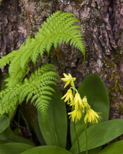 Fern and Wild Flowers