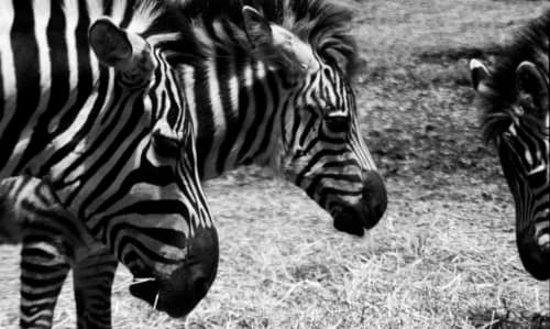 Three Zebras
