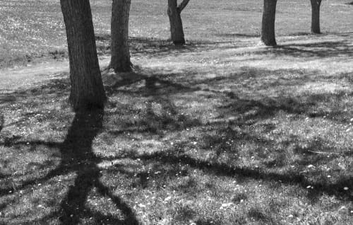 Trees and Shadows