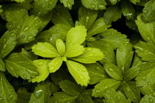 Water Drops New Growth