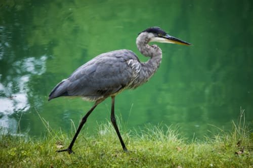 Great Blue Heron Walking
