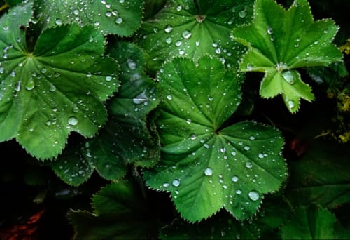 Dew on Leaves