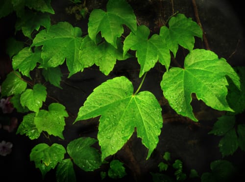 Ivy
