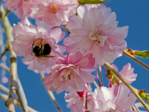 Cherry Tree Blossoms and Bee