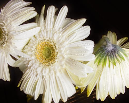 Three White Gerbera Daisies