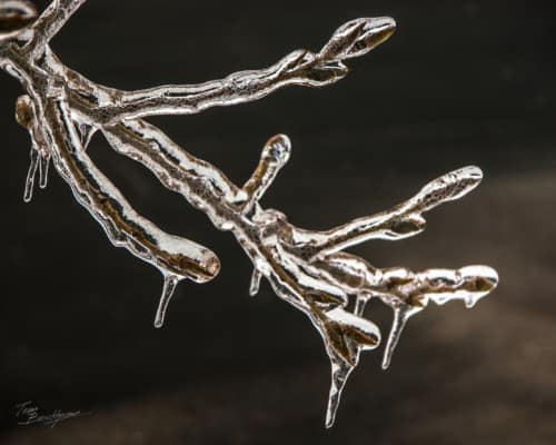 Icy Twig