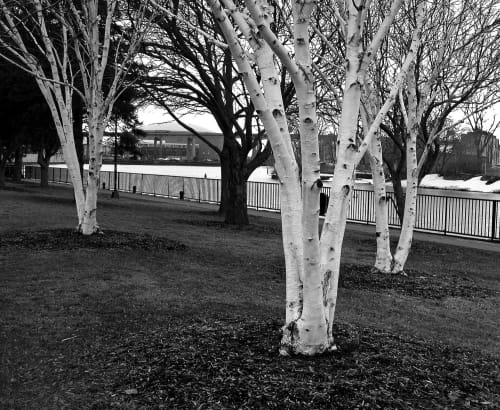 Three White Birch Trees