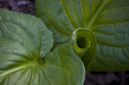 Skunk Cabbage