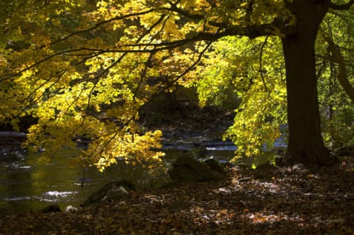 Sun Through Autumn Leaves