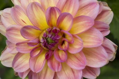 Yellow Pink Flower