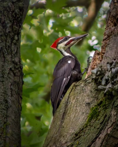 Pileated Woodpecker
