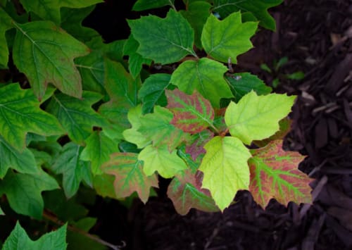 Oak-Leaf Hydrangea 1