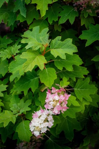 Oak-Leaf Hydrangea 2