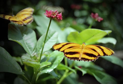Banded Orange Butterflies