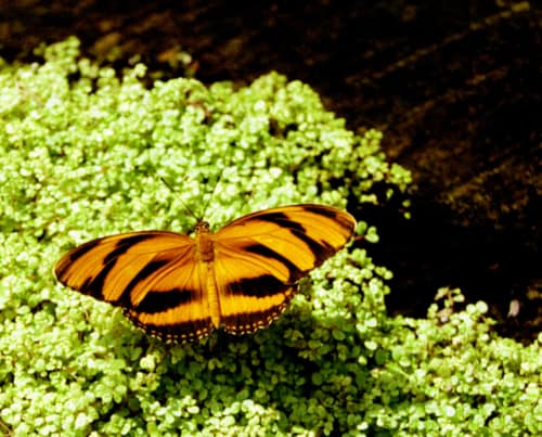Banded Orange Butterfly