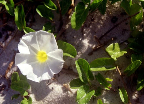 Beach Flower