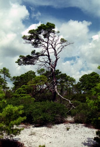 Beach Tree