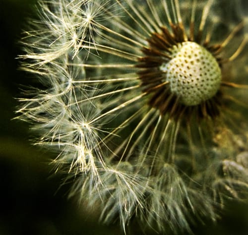 Dandelion Seeds