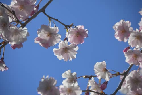 Cherry Tree Blossoms
