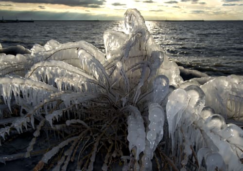 Ice Covered Plant