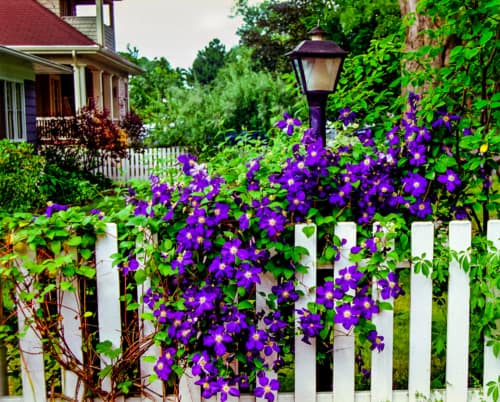 Flowers Fence