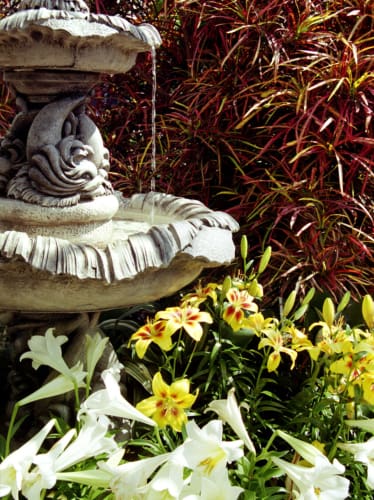 Fountain Flowers
