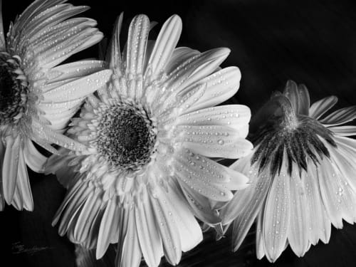 Gerbera Daisies (black  white)