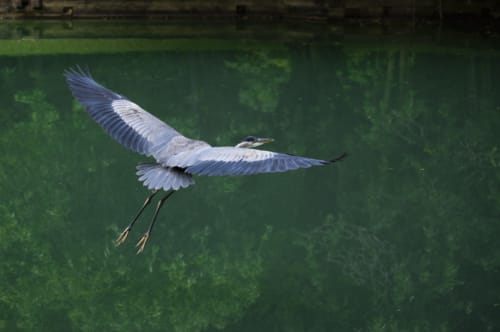 Great Blue Heron in Flight
