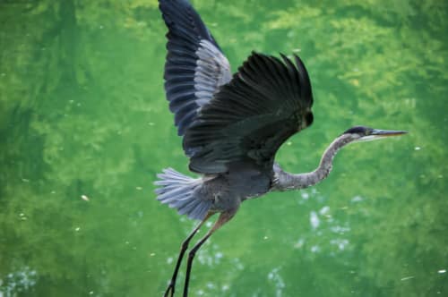 Great Blue Heron Taking Flight