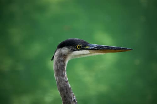 Great Blue Heron Profile