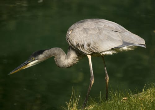 Great Blue Heron Ready to Strike