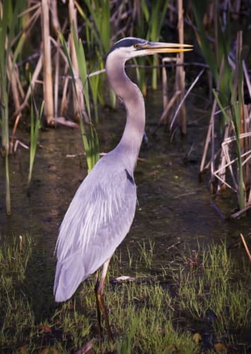 Great Blue Heron in Reeds