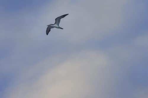 Gull in Flight
