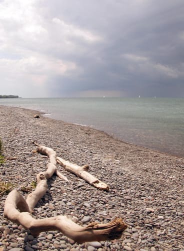 Lake Ontario Driftwood