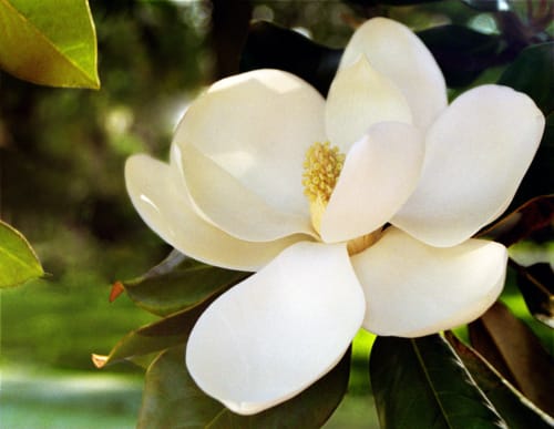 Magnolia