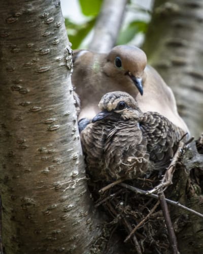 Mourning Dove  and Squab