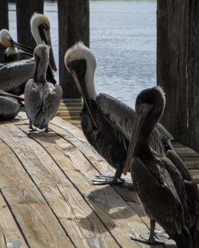 Pelicans-2