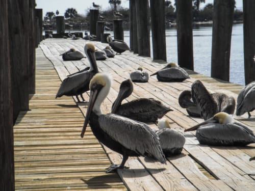 Pelicans-3