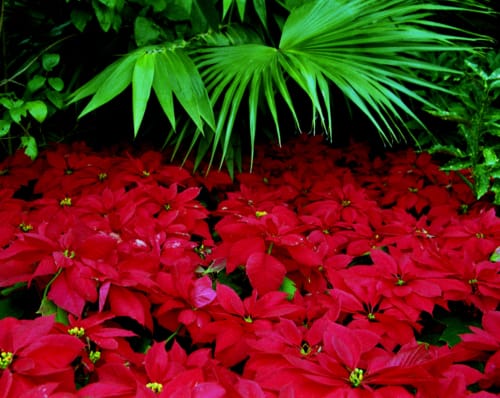 Poinsettias and Palms