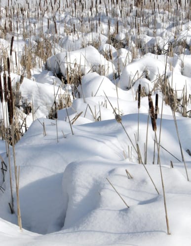 Reeds in Snow 1