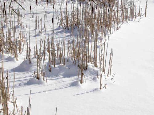 Reeds in Snow 2