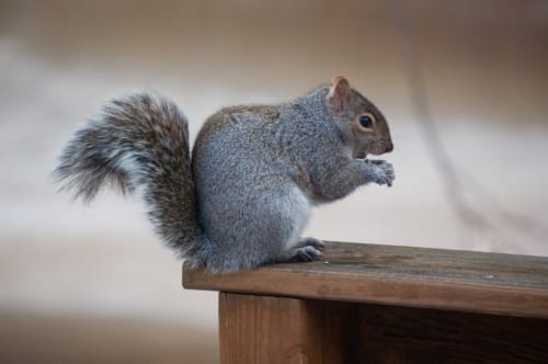 Squirrel on Rail