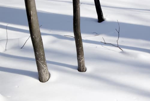 Three Trees in Snow
