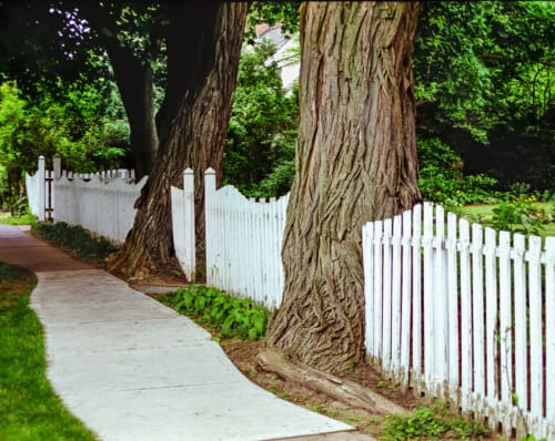 Trees - Fence