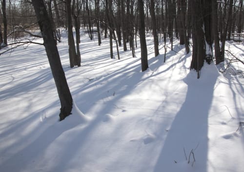Trees in Snow and Shadows