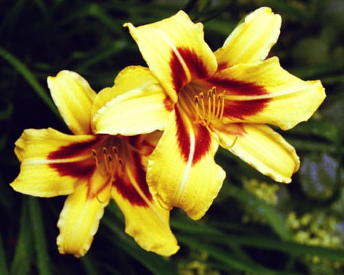 Two Daylilies