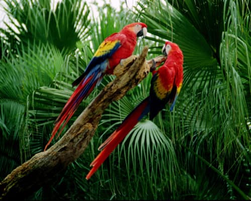 Two Macaws