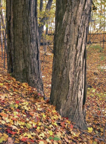 Two Trees Autumn Leaves